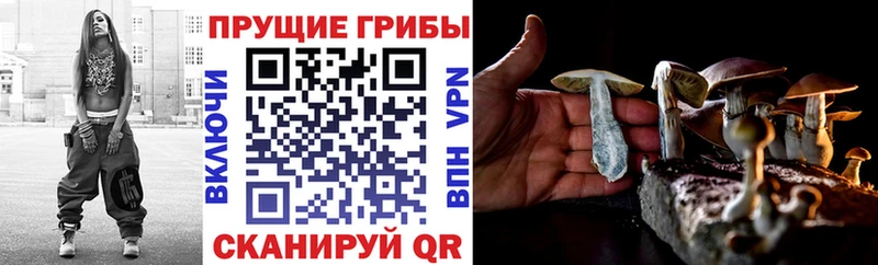 наркотики  Новая Ладога  Псилоцибиновые грибы MAGIC MUSHROOMS 